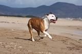AMSTAFF ADULT 179